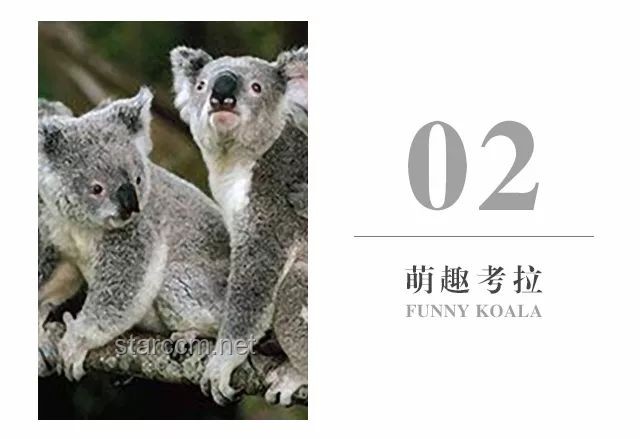 国字脸猴子大壮的离世：一次关于野生动物保护与情感共鸣的案例研究